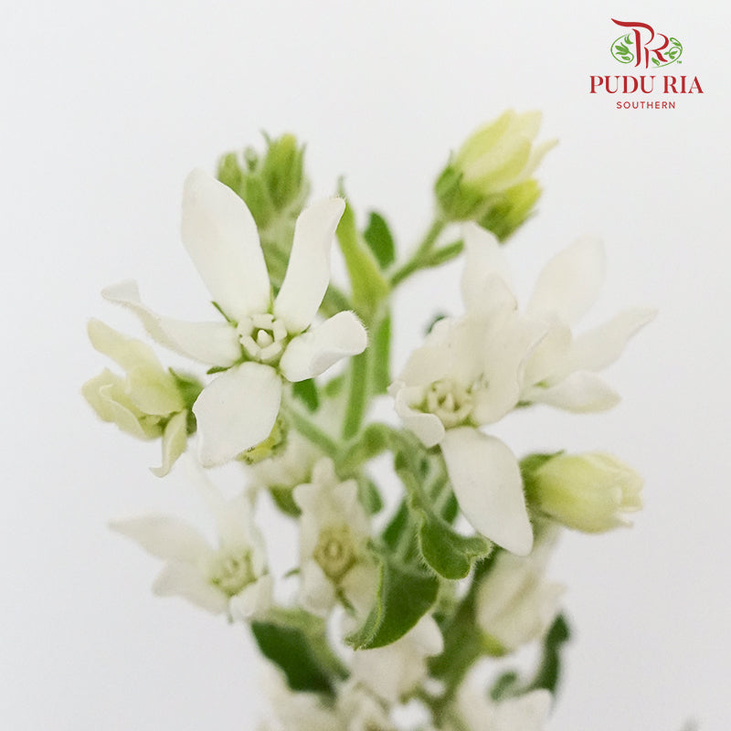 Oxypetalum White - (Per Bunch) - Pudu Ria Florist Southern