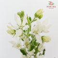 Oxypetalum White - (Per Bunch) - Pudu Ria Florist Southern