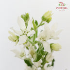 Oxypetalum White - (Per Bunch) - Pudu Ria Florist Southern