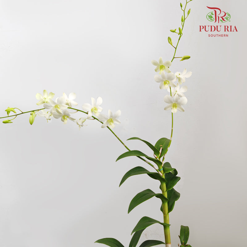 Dendrobium Orchid Pot - White