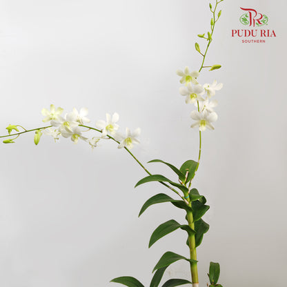 Dendrobium Orchid Pot - White