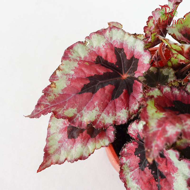 Begonia Rex #3