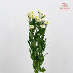 Chrysanthemum Santini / Calimero Mini Button White