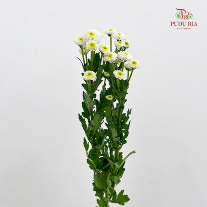 Chrysanthemum Santini / Calimero Mini Button White