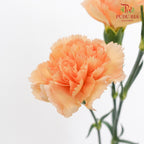 Carnation Orange/ Yellow 康乃馨 - (10 Stems)