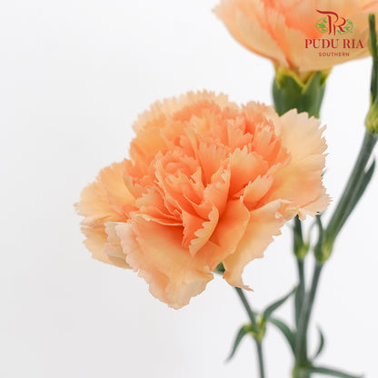 Carnation Orange/ Yellow 康乃馨 - (10 Stems)