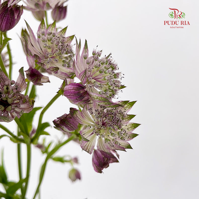Astrantia 星芹 Purple - (5 Stems)