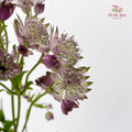 Astrantia Purple 星芹 - (5 Stems)