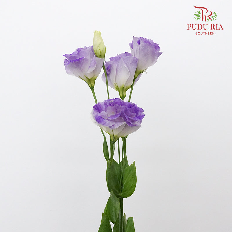 Eustoma Smoke Gray (12-15 Stems) - Pudu Ria Florist Southern