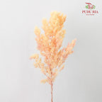 Preservative Asparagus Fern Champagne - Pudu Ria Florist Southern