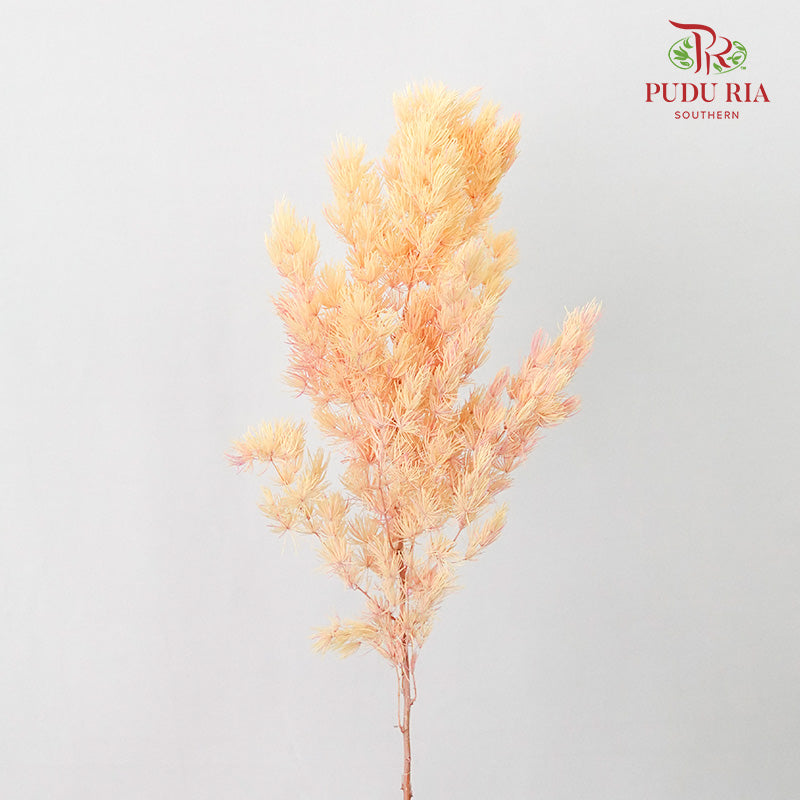 Preservative Asparagus Fern Champagne - Pudu Ria Florist Southern