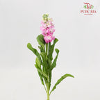 Matthiola Light Pink - 5 Stems - Pudu Ria Florist Southern
