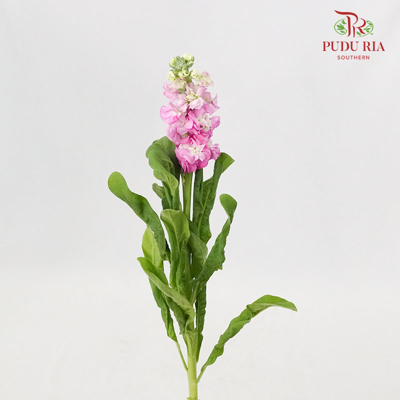 Matthiola Light Pink - 5 Stems - Pudu Ria Florist Southern