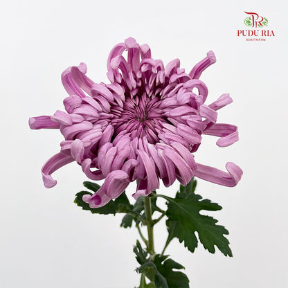 Chrysanthemum Jeweled - (5 Stems)