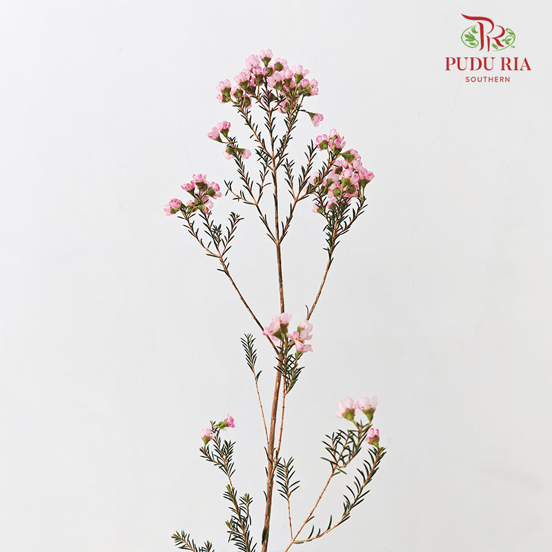 Wax Flower Pink 蜡花 - (Per Bundle)