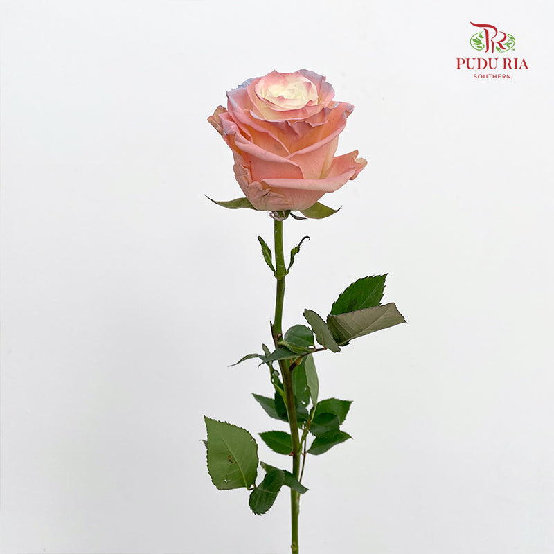 Rose Mondial Dyed Cute Star 2 - (8-10 Stems)
