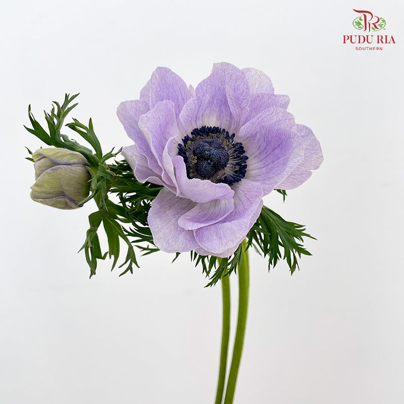 Anemone Hupehensis Purple 银莲花 - (Per Bundle)