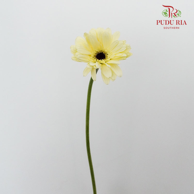 Gerbera mini - Pudu Ria Florist Southern