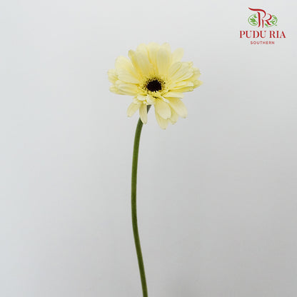 Gerbera mini - Pudu Ria Florist Southern