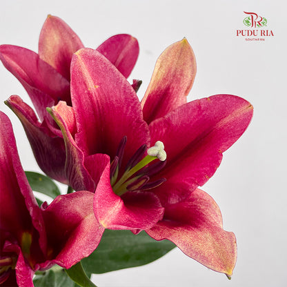 Lily Red - (5 Stems)