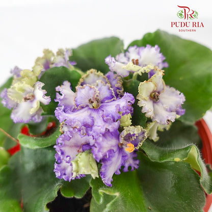 JH Saintpaulia  Green / Purple - Pudu Ria Florist Southern