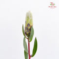 Protea Ivy White - (Per Stem)