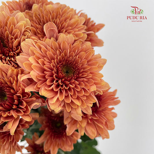 Chrysanthemum Pompom Orange 2 - (10-12 Stems)