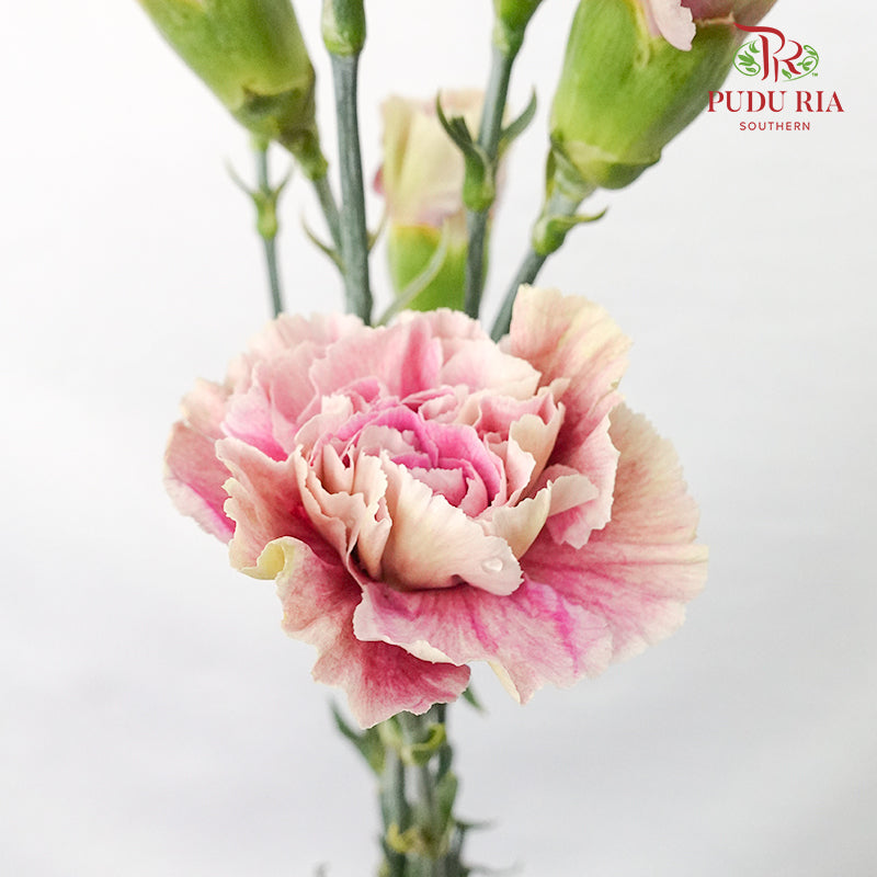 Carnation St Grace  (18-20 Stems) - Pudu Ria Florist Southern