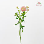 Ranunculus Butterfly Pink 蝴蝶洋牡丹 - (5 Stems)