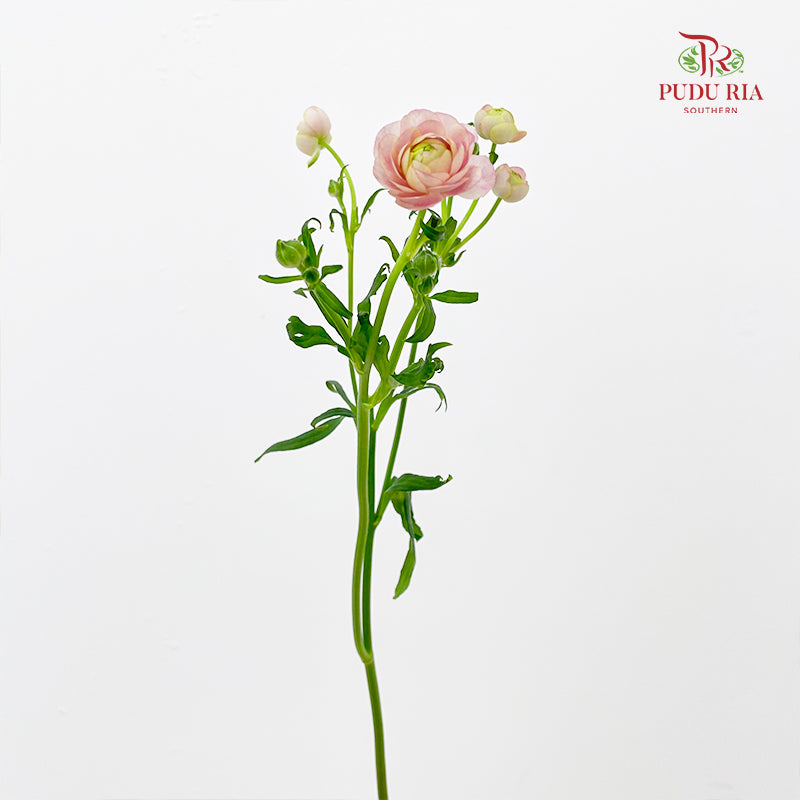Ranunculus Butterfly Pink 蝴蝶洋牡丹 - (5 Stems)