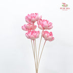 Dry Sola Wood Lotus Soft Pink - 5 Stems