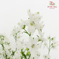 Delphinium Mini White - (5 Stems)