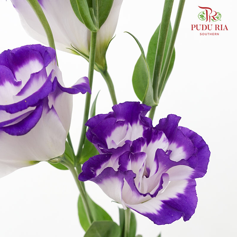 Eustoma Purple - (12-15 Stems)