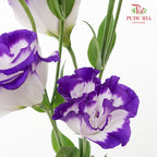 Eustoma Purple - (12-15 Stems)