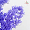 Preservative Asparagus Fern Purple
