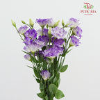 Eustoma Wave Purple - (12-15 Stems)