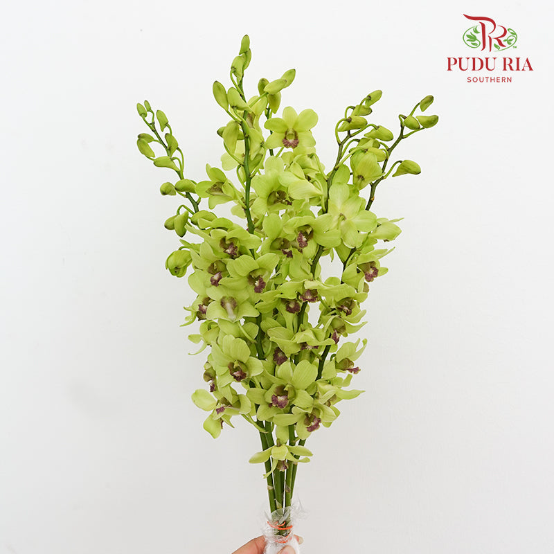 Dendrobium Orchid Green (L) - (5 Stems)