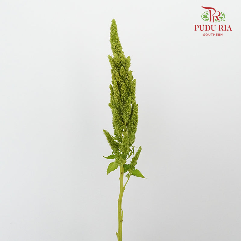 Amaranthus Straigh Green - Pudu Ria Florist Southern