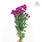 Chrysanthemum Santini / Calimero Mini Daisy Dark Purple