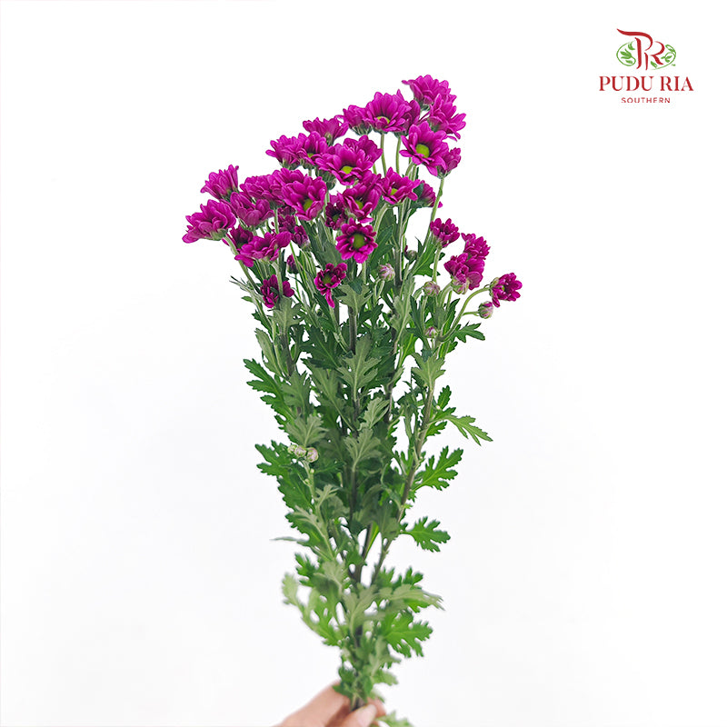 Chrysanthemum Santini / Calimero Mini Daisy Dark Purple