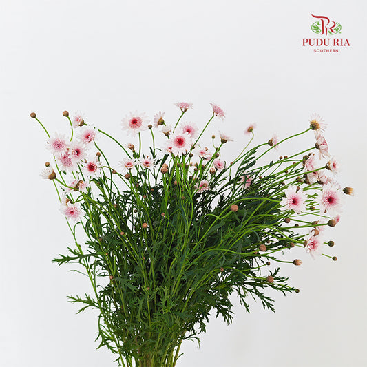 Margaret Flower - (Per Bundle)