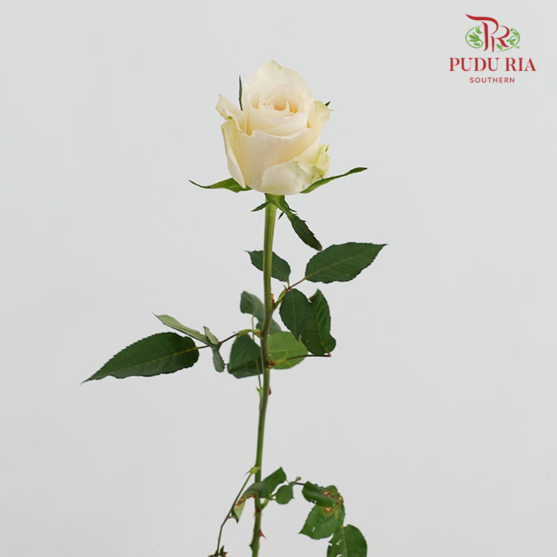 Rose Pisces - (8-10 Stems)