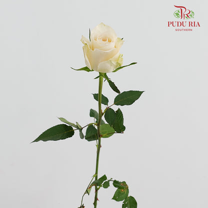 Rose Pisces - (8-10 Stems)