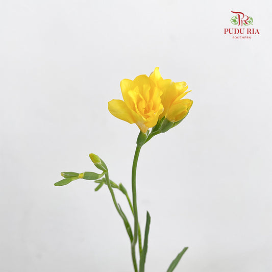 Freesia Yellow - (Per Bundle)