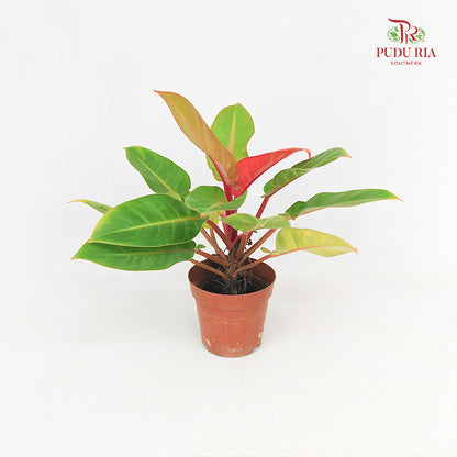 Philodendron Congo Orange