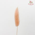 Dry Lagurus (Bunny Tails) - Champagne - Pudu Ria Florist Southern