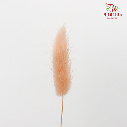 Dry Lagurus (Bunny Tails) - Champagne - Pudu Ria Florist Southern