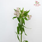 Alstroemeria Light Pink (9-10 Stems) - Pudu Ria Florist Southern