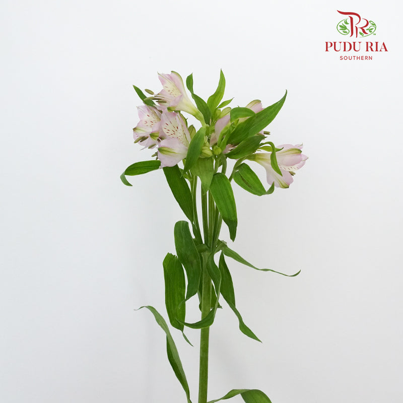 Alstroemeria Light Pink (9-10 Stems) - Pudu Ria Florist Southern