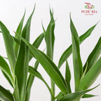 Bamboo Basket (Dracaena Sanderana)